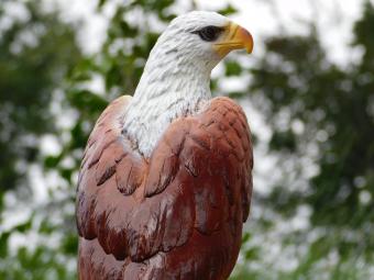 Decorative Eagle, Brown – 50 cm – Polystone