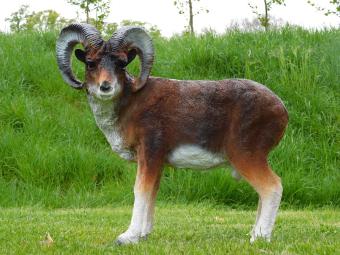 images/productimages/small/beeld.ram.poly.zumi-g7681.jpg