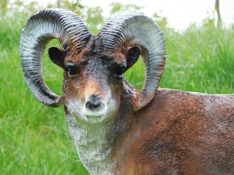 images/productimages/small/beeld.ram.poly.zumi-g7682.jpg