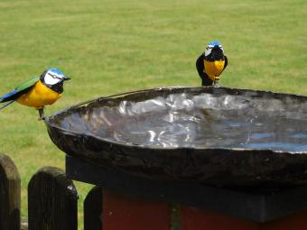 Bird Bath / Feeding Bowl with 2 Birds – Metal – Ø 45 cm – Handmade
