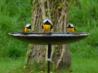 images/productimages/small/vglb.3.vgl.geel.tuinst.40860488.jpg