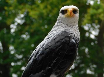 Decorative Eagle – 50 cm – Polystone