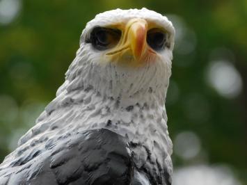Decorative Eagle – 50 cm – Polystone