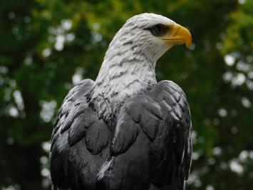 Decorative Eagle – 50 cm – Polystone