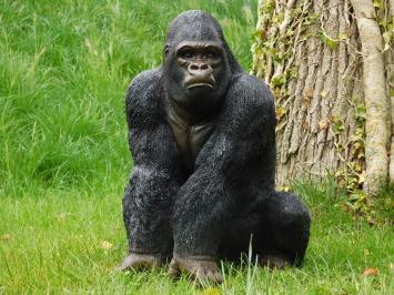 Statue Gorilla - 50 cm - Polystone