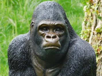 Statue Gorilla - 50 cm - Polystone