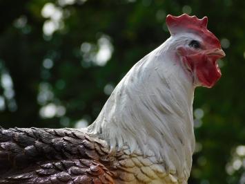 Decorative Rooster B – 53 x 42 cm – Polystone