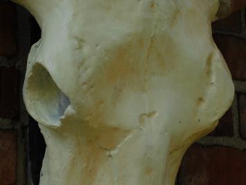 Großer Stierschädel – 70 cm – Polystone