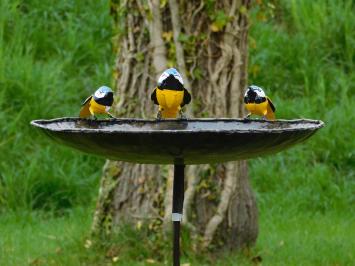 Bird bath with 3 Yellow Birds - Garden Stick - Metal