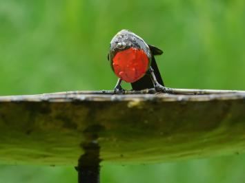 Eenmalig: Vogelvoeder - bad - 3 Vogeltjes Rood Zwart - Handgemaakt